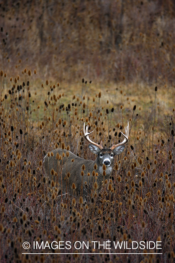 Whitetail Buck in Field