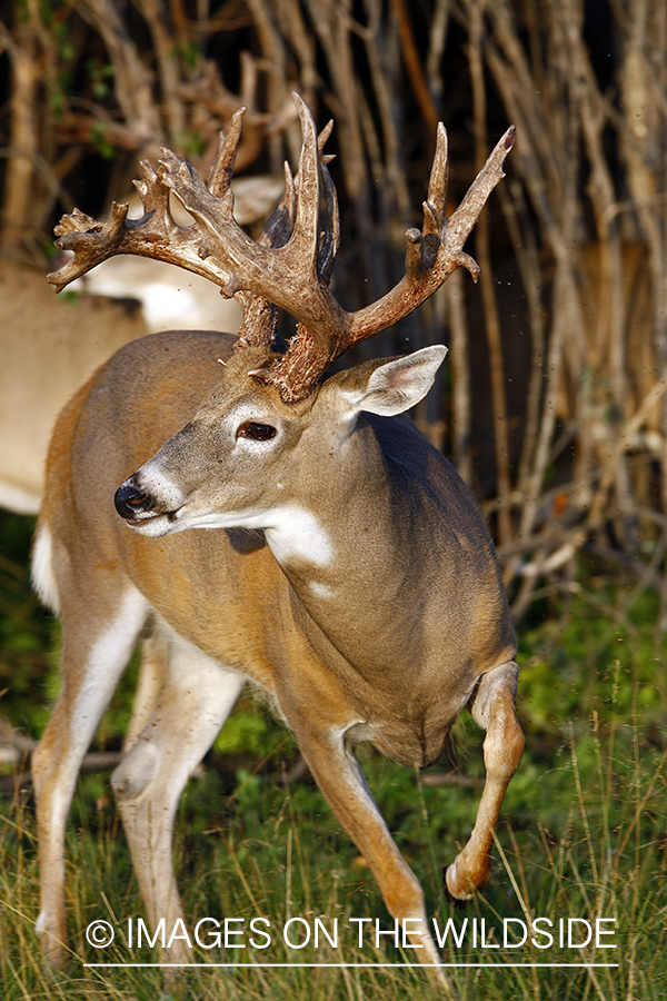 Whitetail buck in habitat