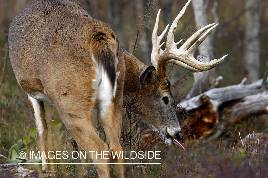 Whitetail buck in habitat