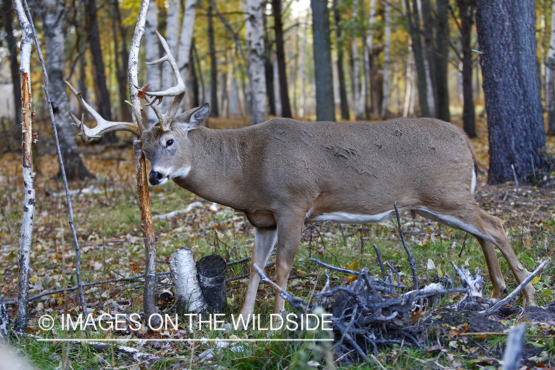 Whitetail buck rubbing antlers on tree