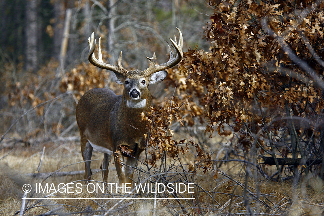 Whitetail buck in habitat.