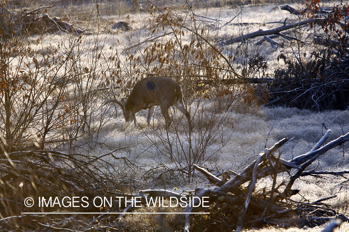 Whitetail buck in habitat.