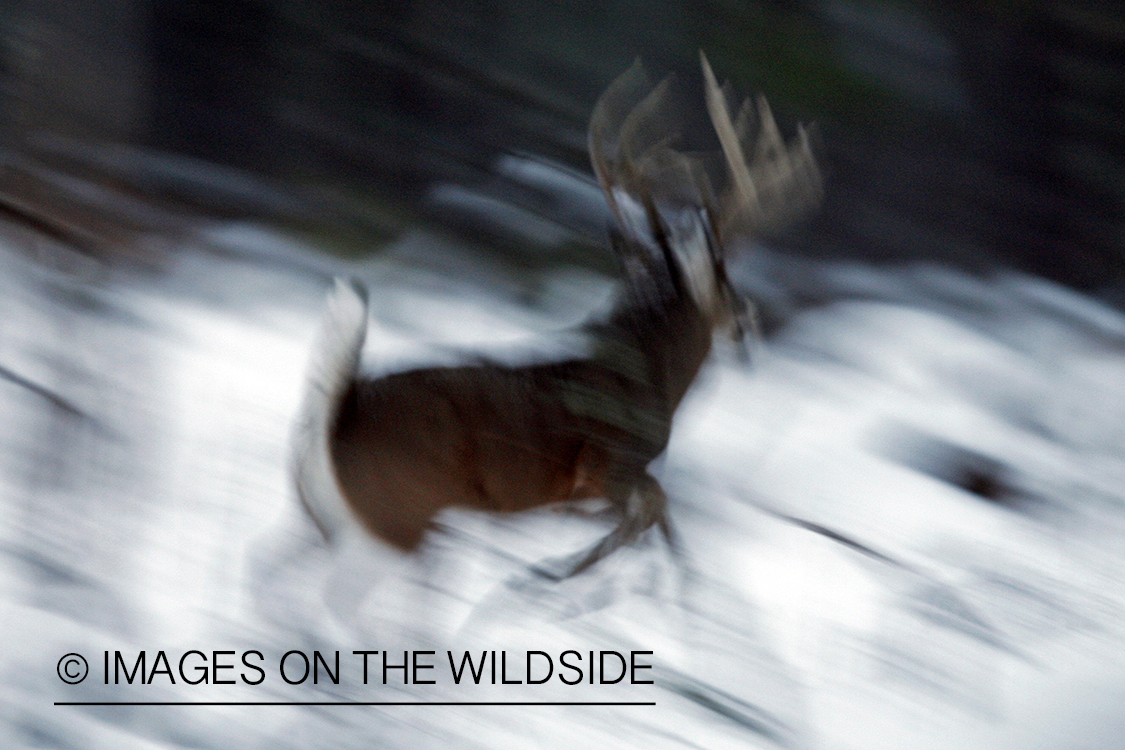 White-tailed buck in habitat.