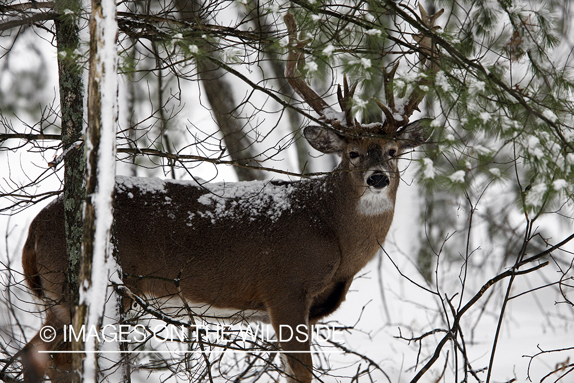 White-tailed buck in habitat.