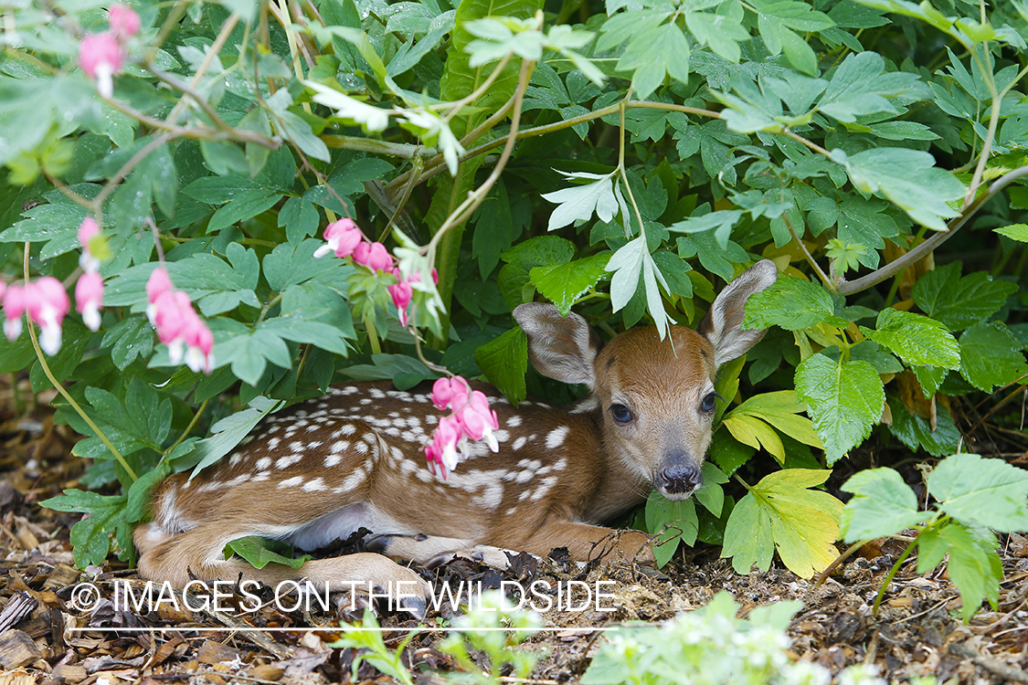 White-tailed Deer Fawns