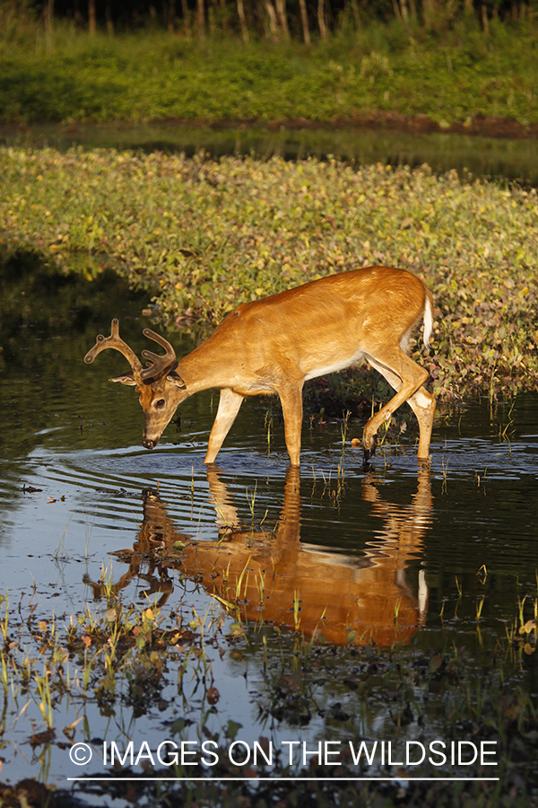 Whie-tailed deer apple creek