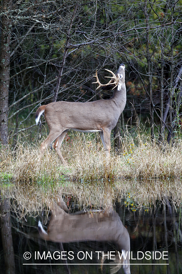 White-tailed buck in habitat