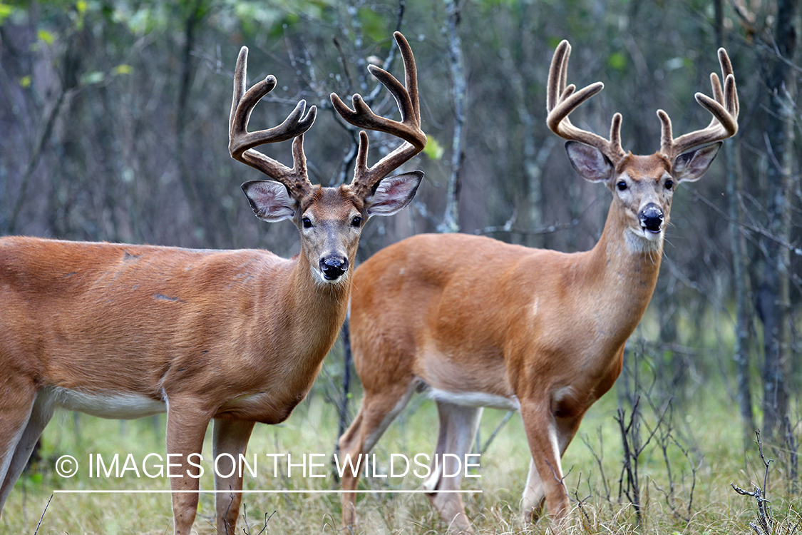 White-tailed bucks in velvet 