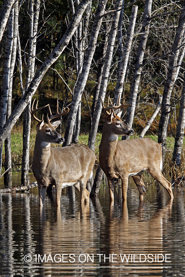 White-tailed bucks in habitat. *