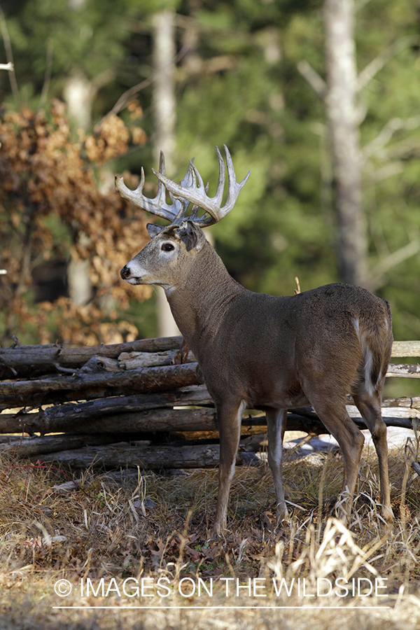 White-tailed buck in habitat. *