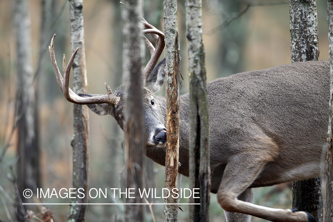 White-tailed buck rubbing tree. 