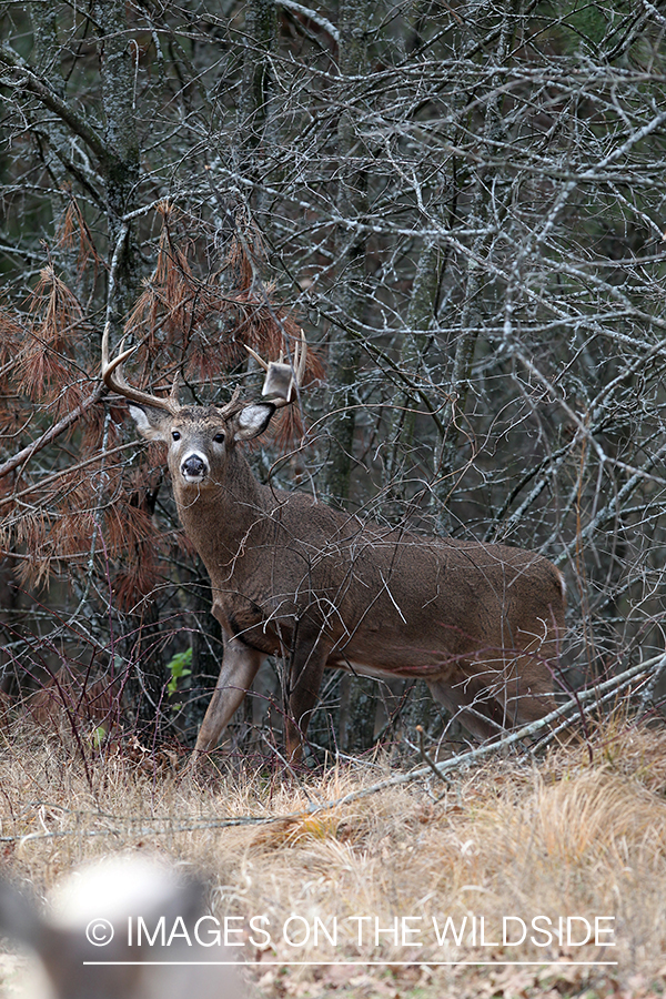 White-tailed deer investigating scent lure. 