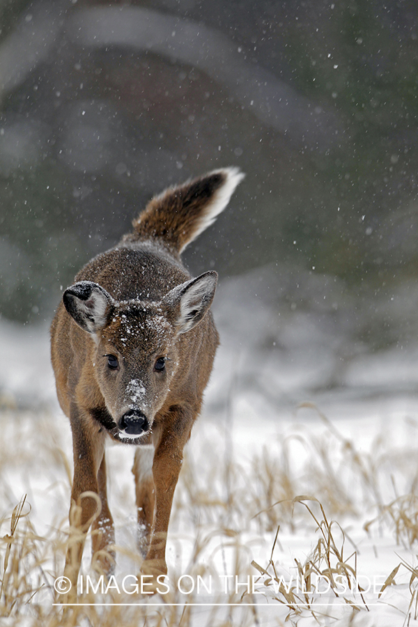 Young white-tailed deer in habitat. *