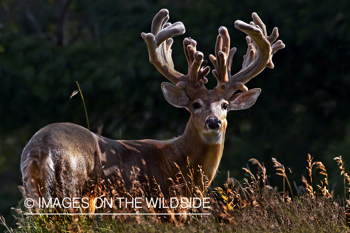 White-tailed buck in summer habitat *