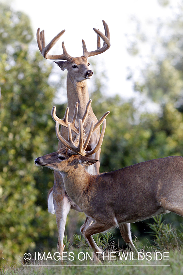 White-tailed bucks fighting. 