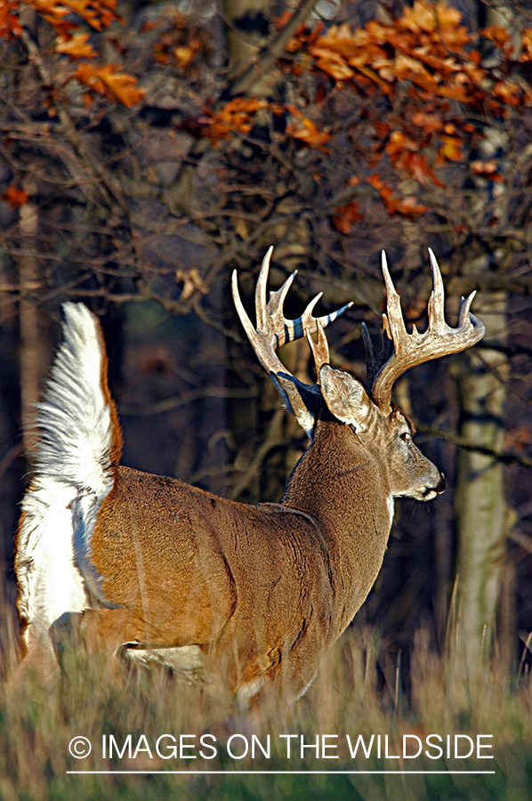 White-tailed buck in habitat. 