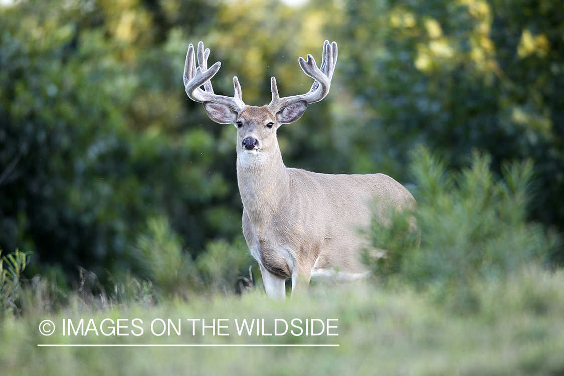 White-tailed buck in velvet.  