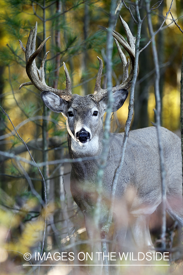 White-tailed buck in habitat. 