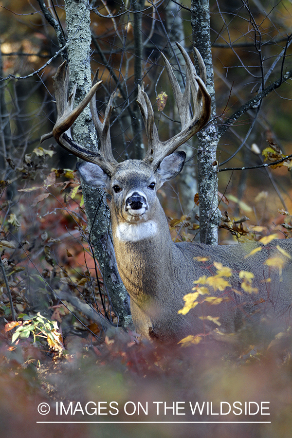 White-tailed buck in habitat. 