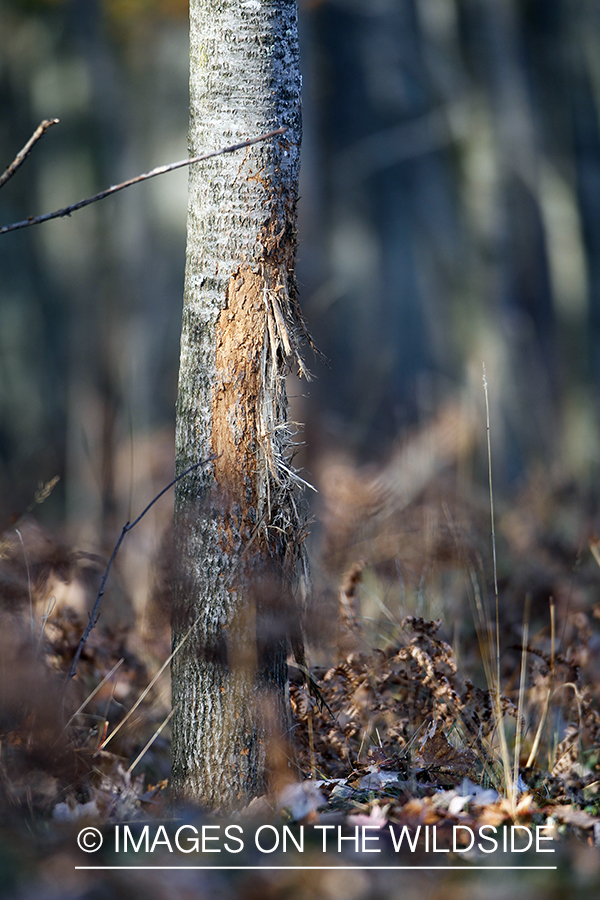 Deer tree rub.