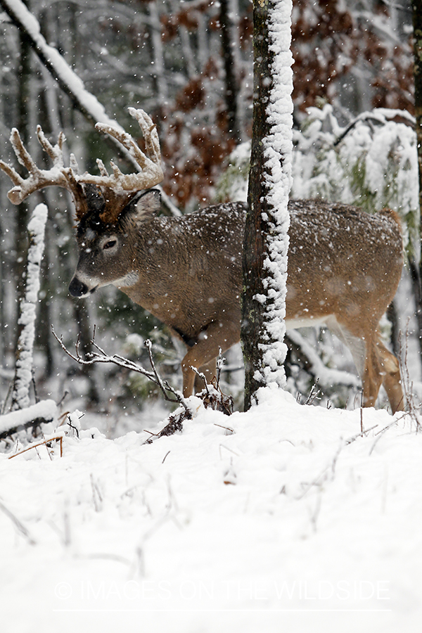 White-tailed buck in winter.  