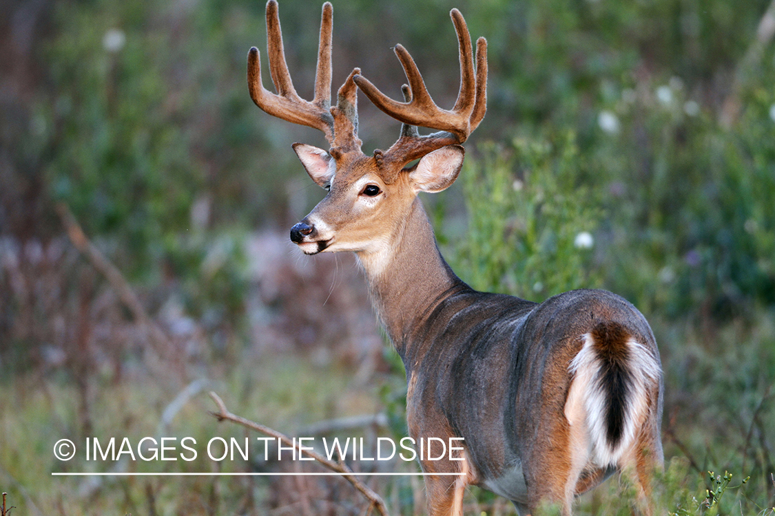 White-tailed buck in habitat.