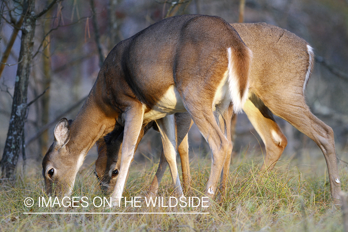 White-tailed does in habitat.