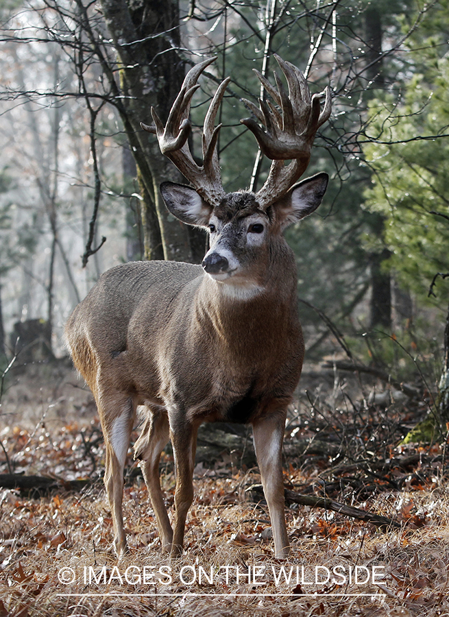 White-tailed buck in habitat.