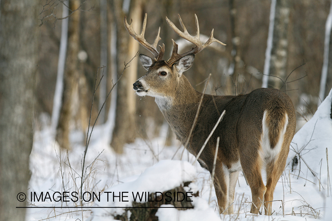 White-tailed buck in winter habitat.