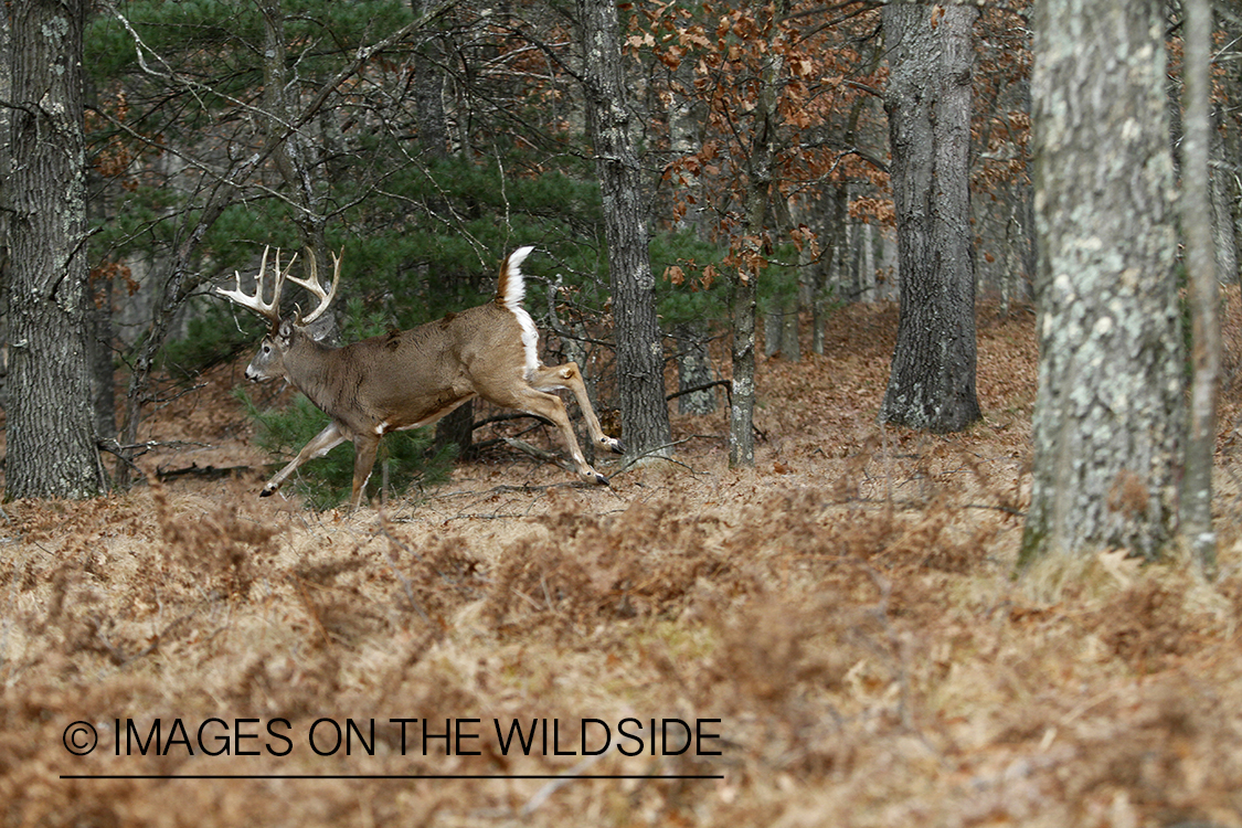 White-tailed buck fleeing.