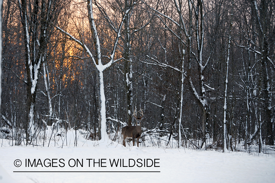 White-tailed buck in winter habitat.