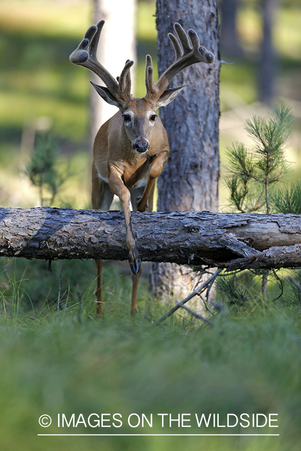 White-tailed buck in habitat.