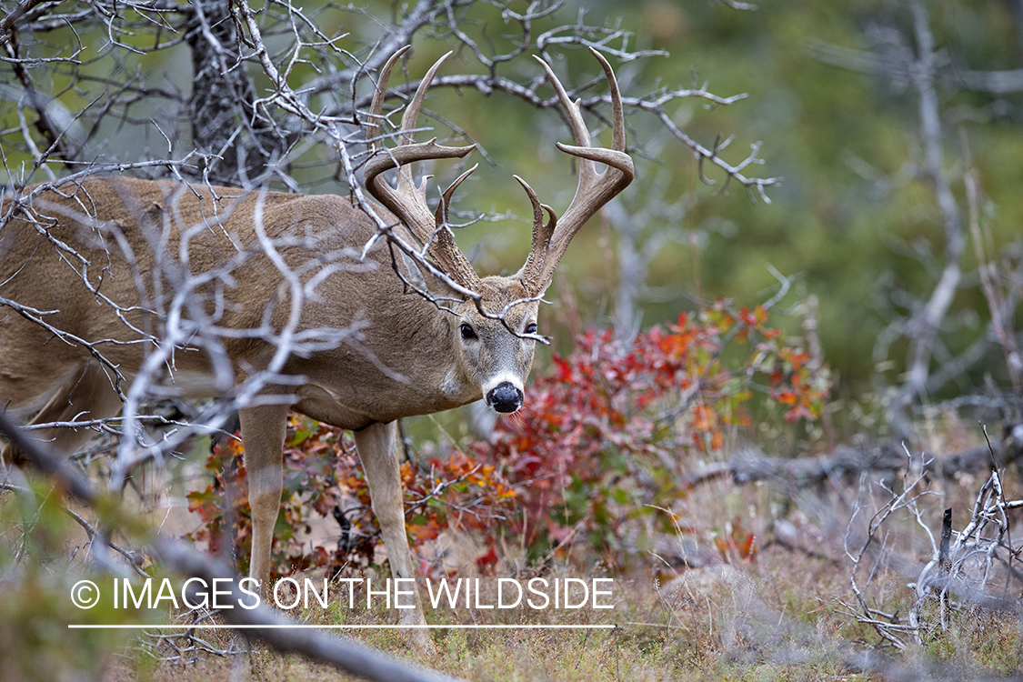 White-tailed buck in habitat. 