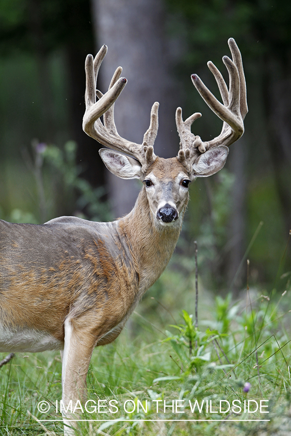 White-tailed buck in velvet.