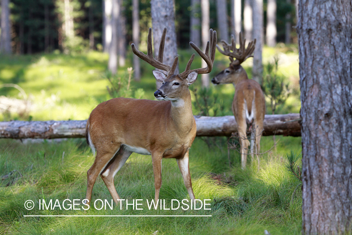 White-tailed buck in velvet.