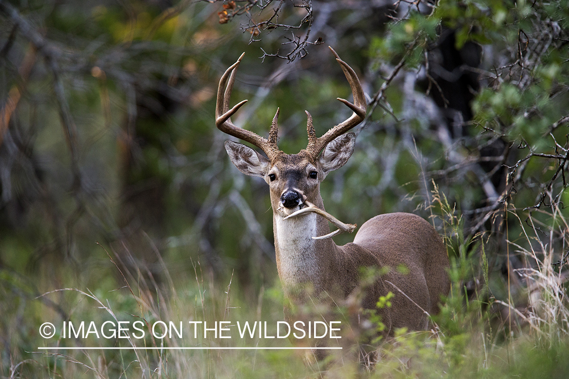 White-tailed buck mouthing small deer antler.