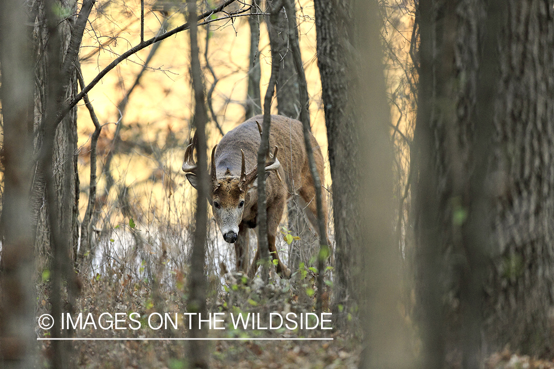 White-tailed buck in rut.