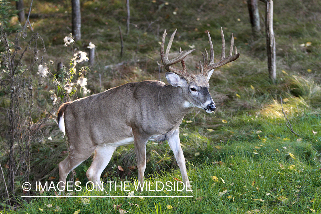 White-tailed buck in habitat.