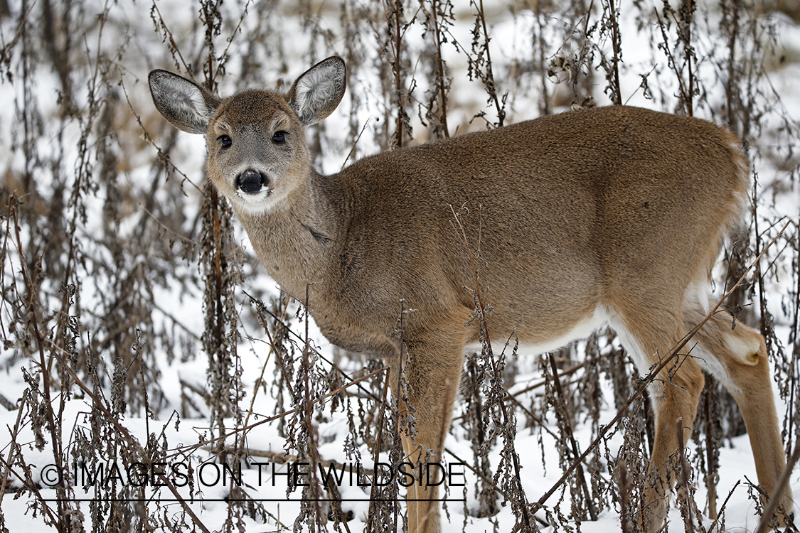 White-tailed fawn in winter habitat.