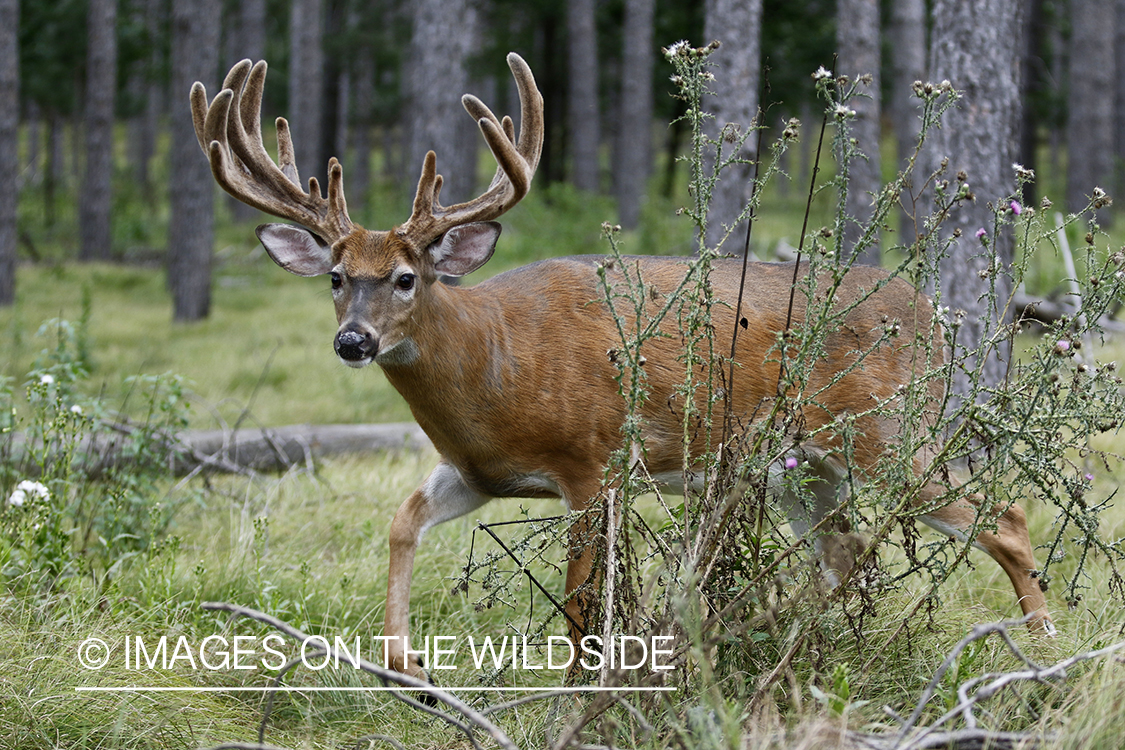 White-tailed Buck in Velvet.