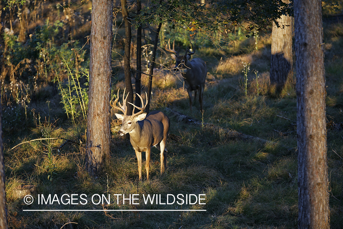 White-tailed buck photographed from tree stand.