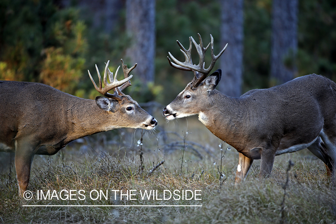 Two white-tailed bucks sparring.