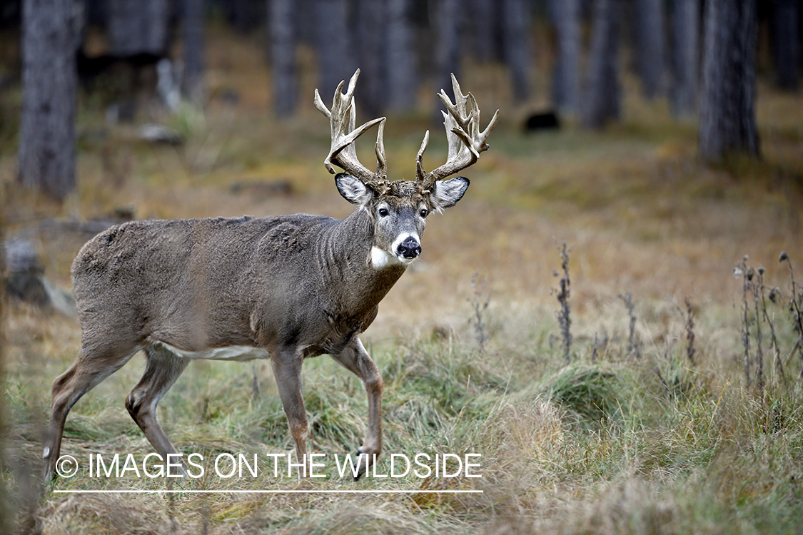 White-tailed buck in woods.