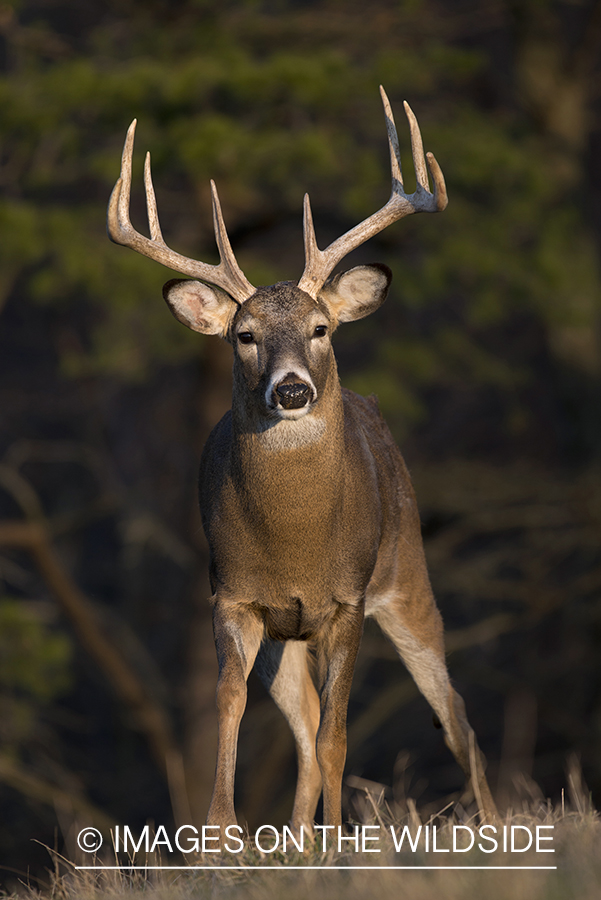 Whitetailed buck in habitat.