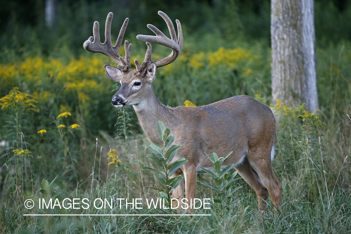 White-tailed buck in velvet.