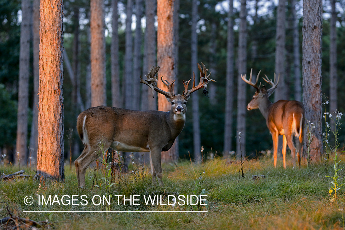 White-tailed buck in field.