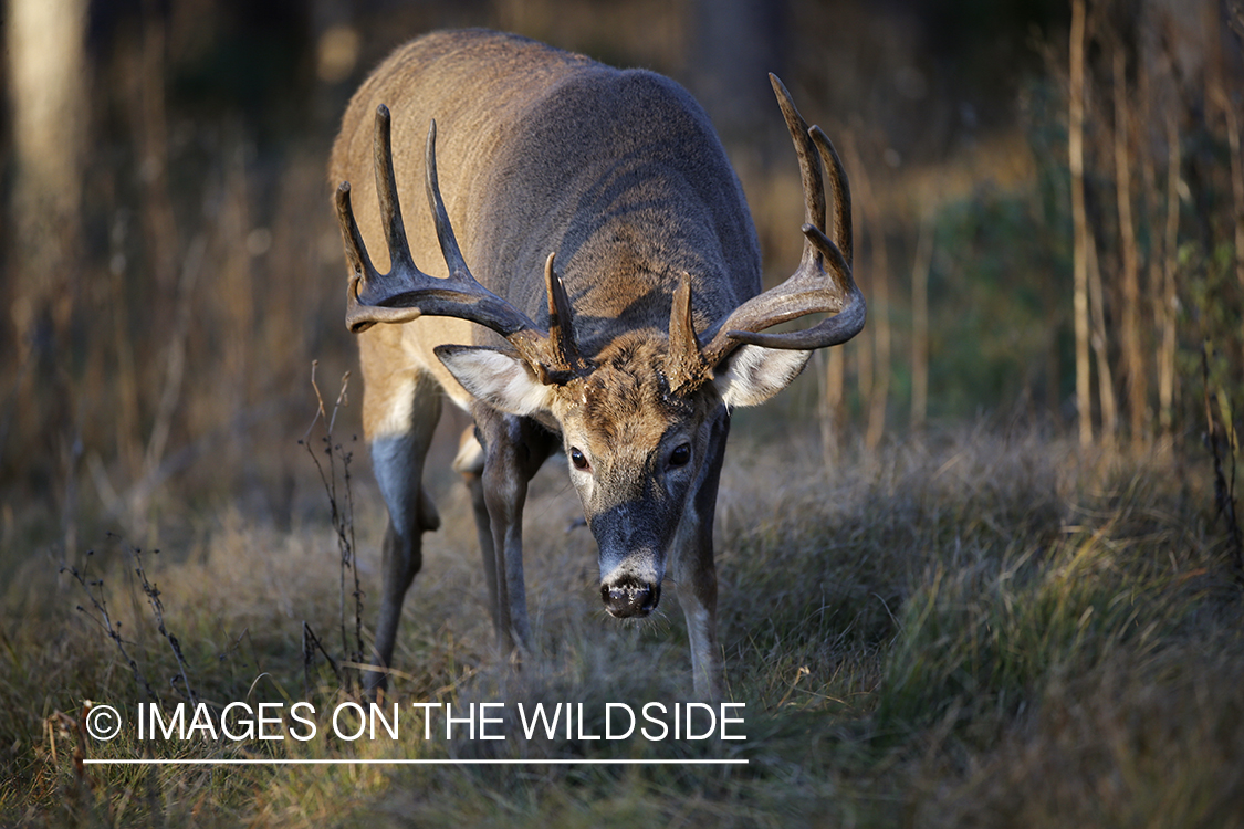 White-tailed buck in field.