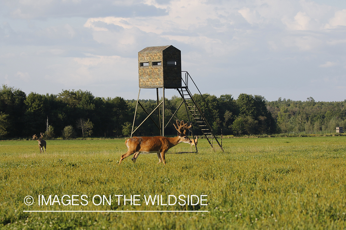 White-tailed buck in front of blind.