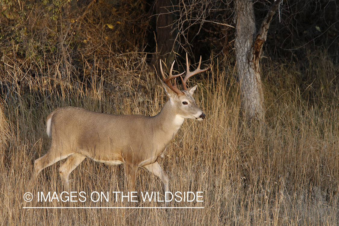 White-tailed buck in field.