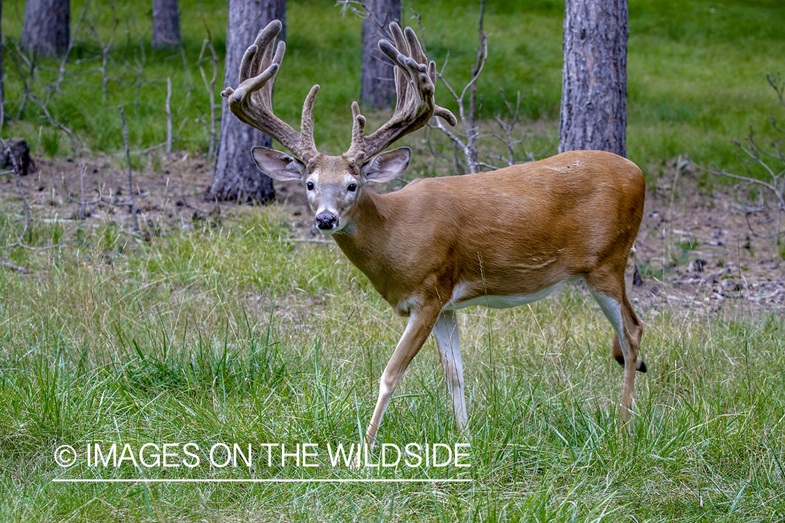 White-tailed buck in Velvet.